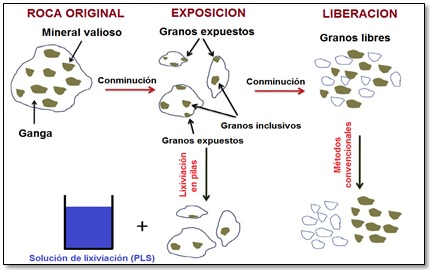 El concepto de exposición y liberación de un mineral, en la lixiviación [Adaptado de: (Ghorbani, Becker, Mainza, Franzidis, & Petersen, 2011)]